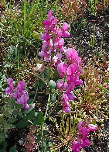 Lathyrus vestitus